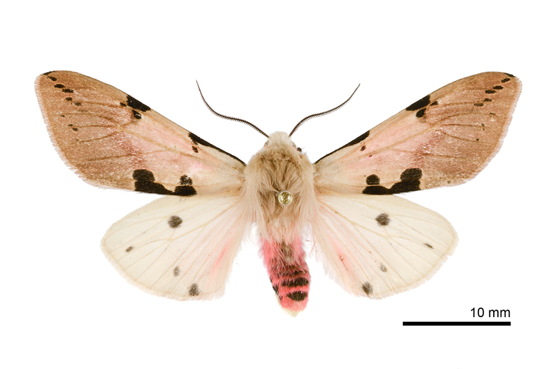 Spilarctia clava Male